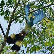 Great Blue Turaco