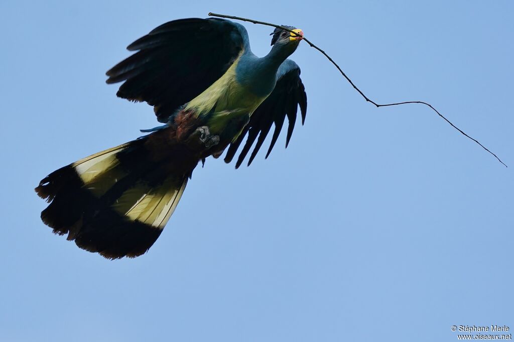 Great Blue Turaco