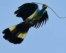 Great Blue Turaco