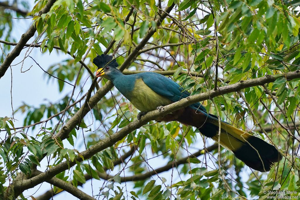 Great Blue Turaco