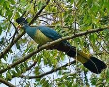 Great Blue Turaco