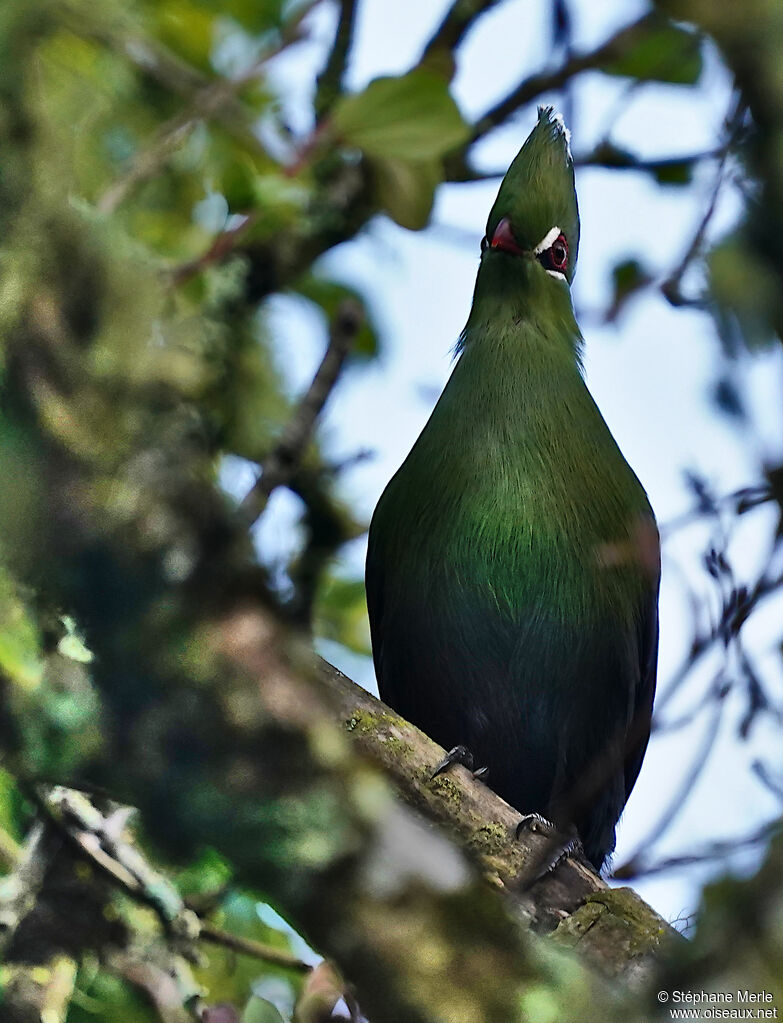 Touraco louriadulte