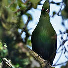Touraco louri