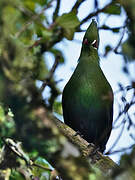 Knysna Turaco