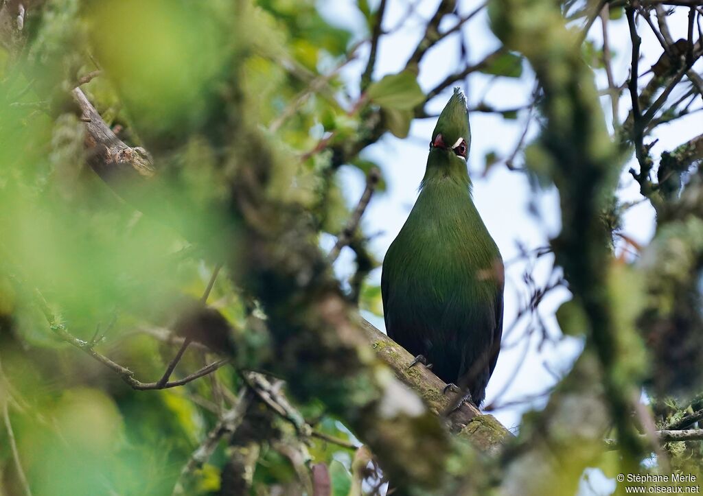 Knysna Turaco