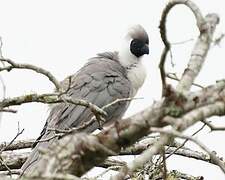 Bare-faced Go-away-bird