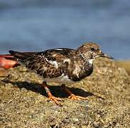 Ruddy Turnstone