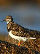 Ruddy Turnstone