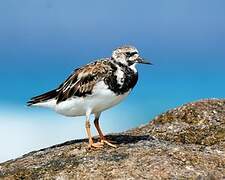 Ruddy Turnstone