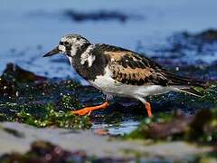 Ruddy Turnstone