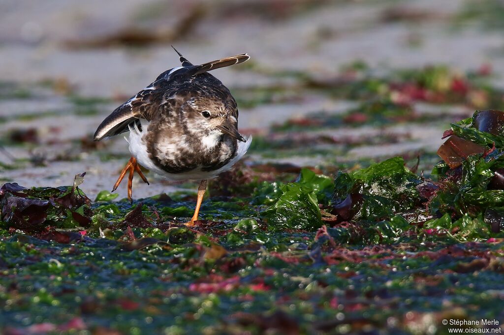 Ruddy Turnstone