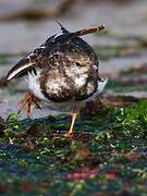 Ruddy Turnstone