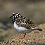 Ruddy Turnstone