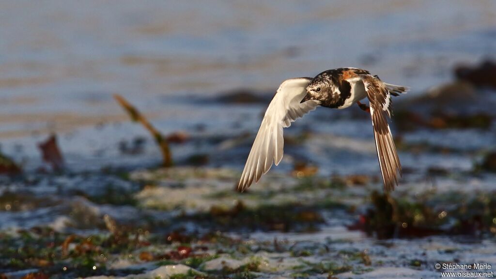 Ruddy Turnstone