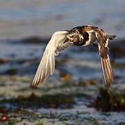 Ruddy Turnstone