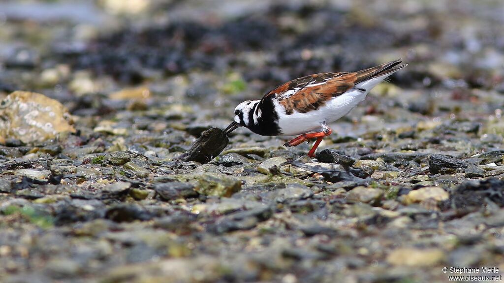 Ruddy Turnstone