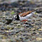 Ruddy Turnstone