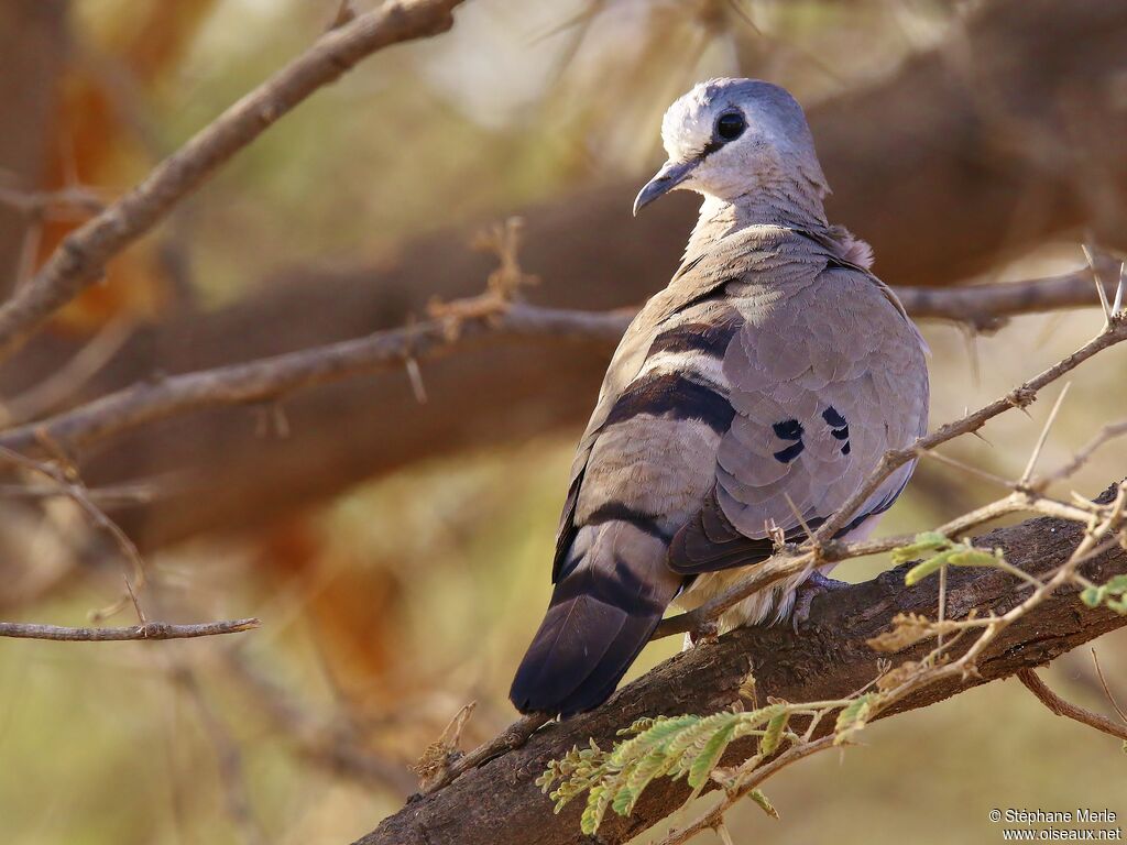 Black-billed Wood Doveadult