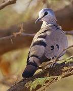 Black-billed Wood Dove