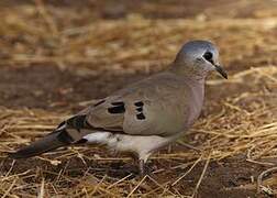 Black-billed Wood Dove