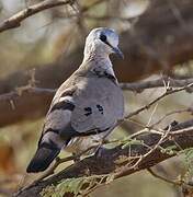 Black-billed Wood Dove