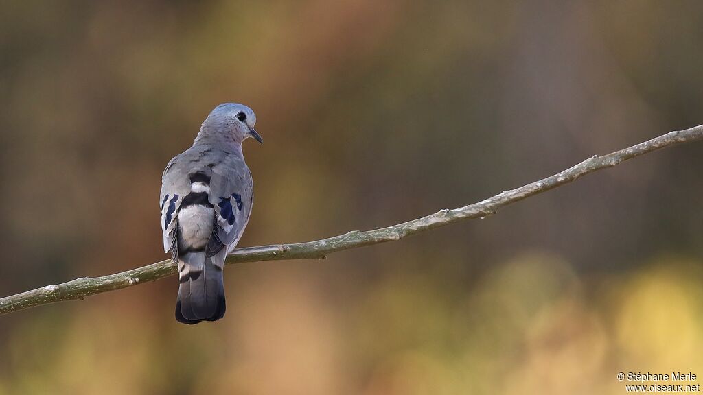 Emerald-spotted Wood Dove