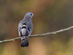 Emerald-spotted Wood Dove