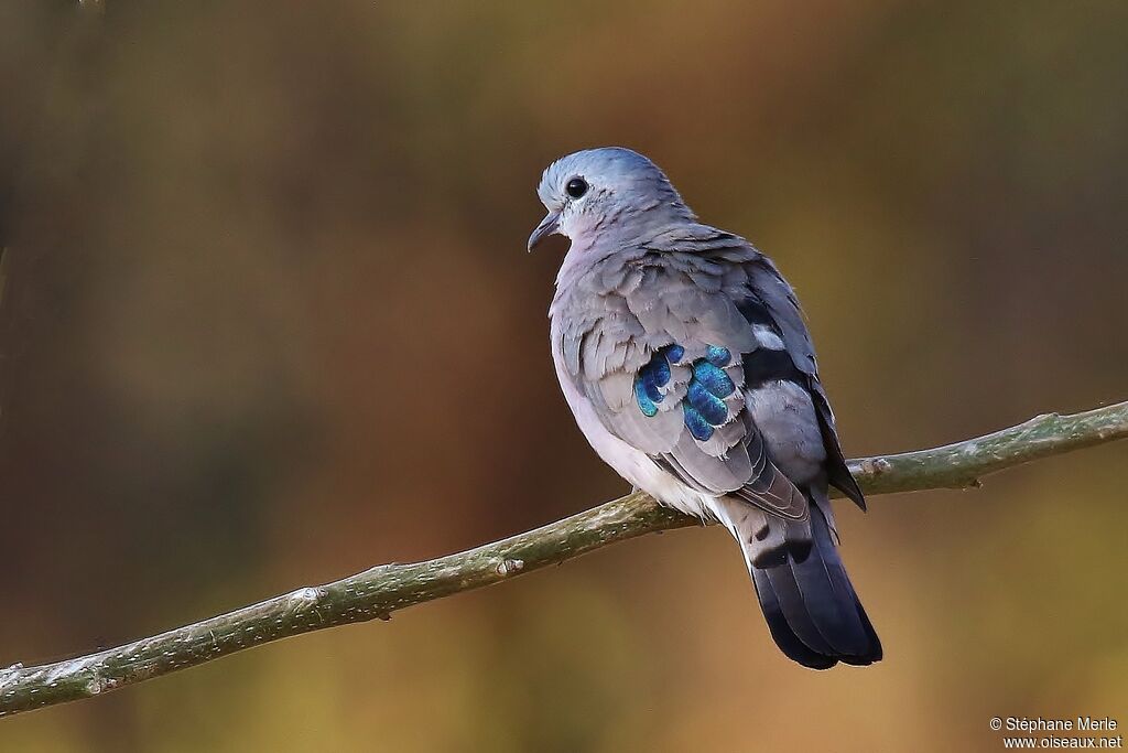 Emerald-spotted Wood Dove