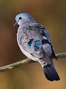 Emerald-spotted Wood Dove