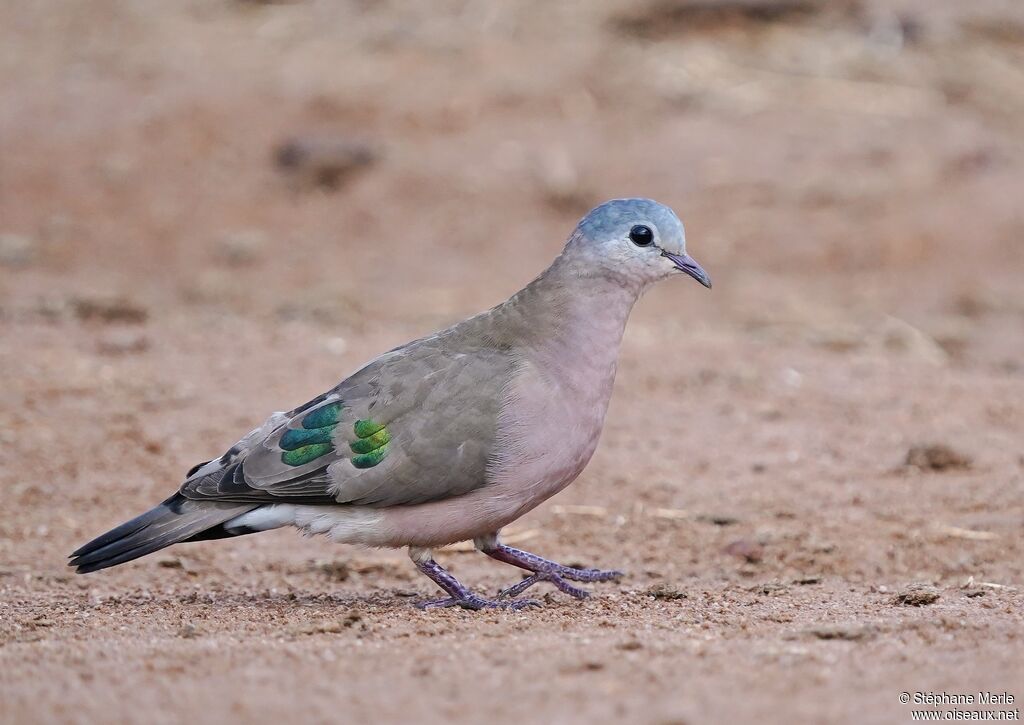 Emerald-spotted Wood Doveadult