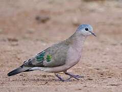 Emerald-spotted Wood Dove