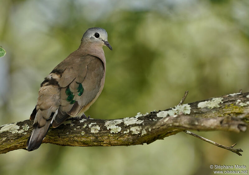Emerald-spotted Wood Doveadult
