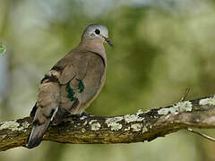 Emerald-spotted Wood Dove