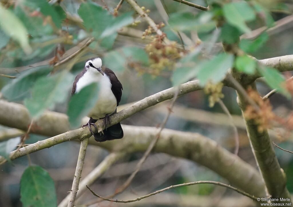 Tambourine Doveadult