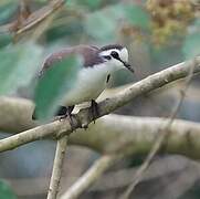 Tambourine Dove