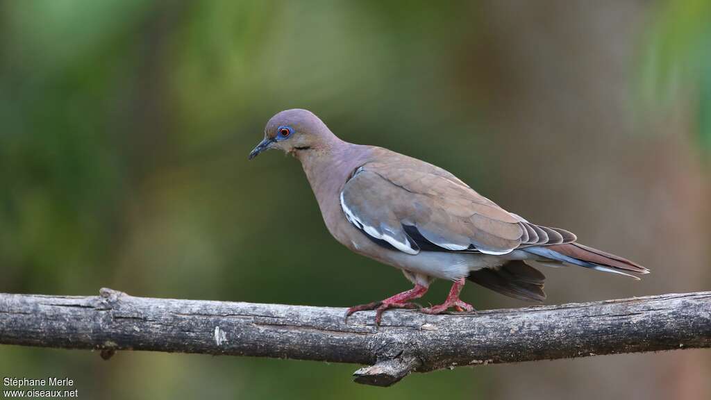 White-winged Doveadult