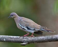 White-winged Dove