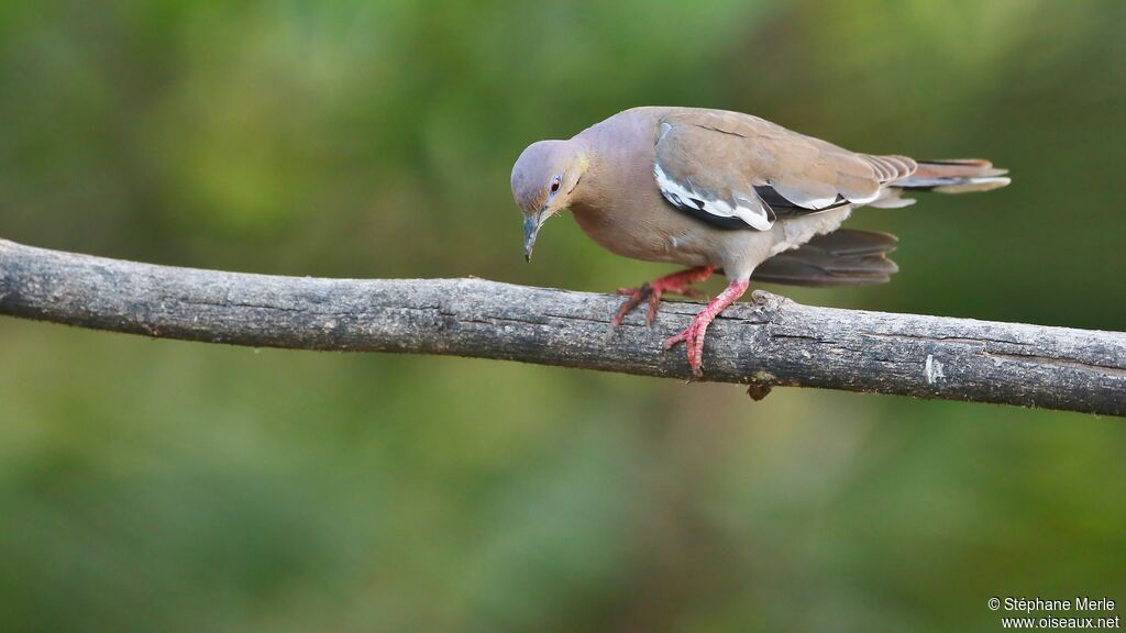 White-winged Dove