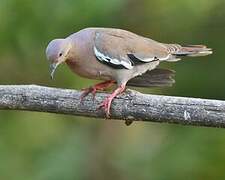 White-winged Dove