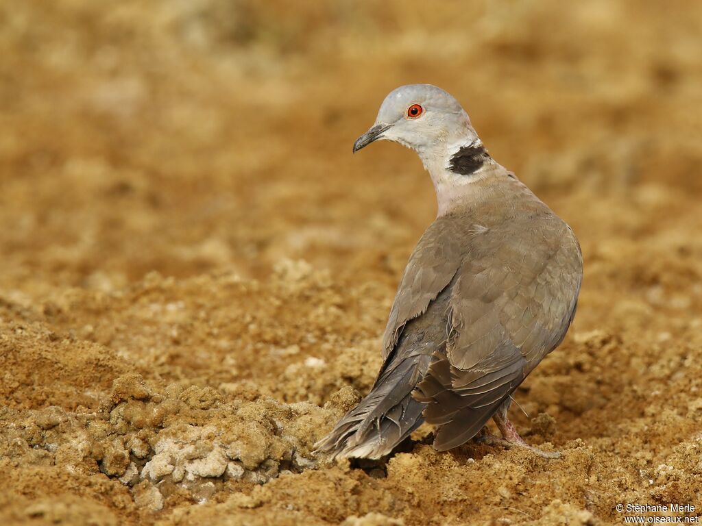 Red-eyed Doveadult