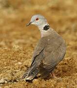 Red-eyed Dove