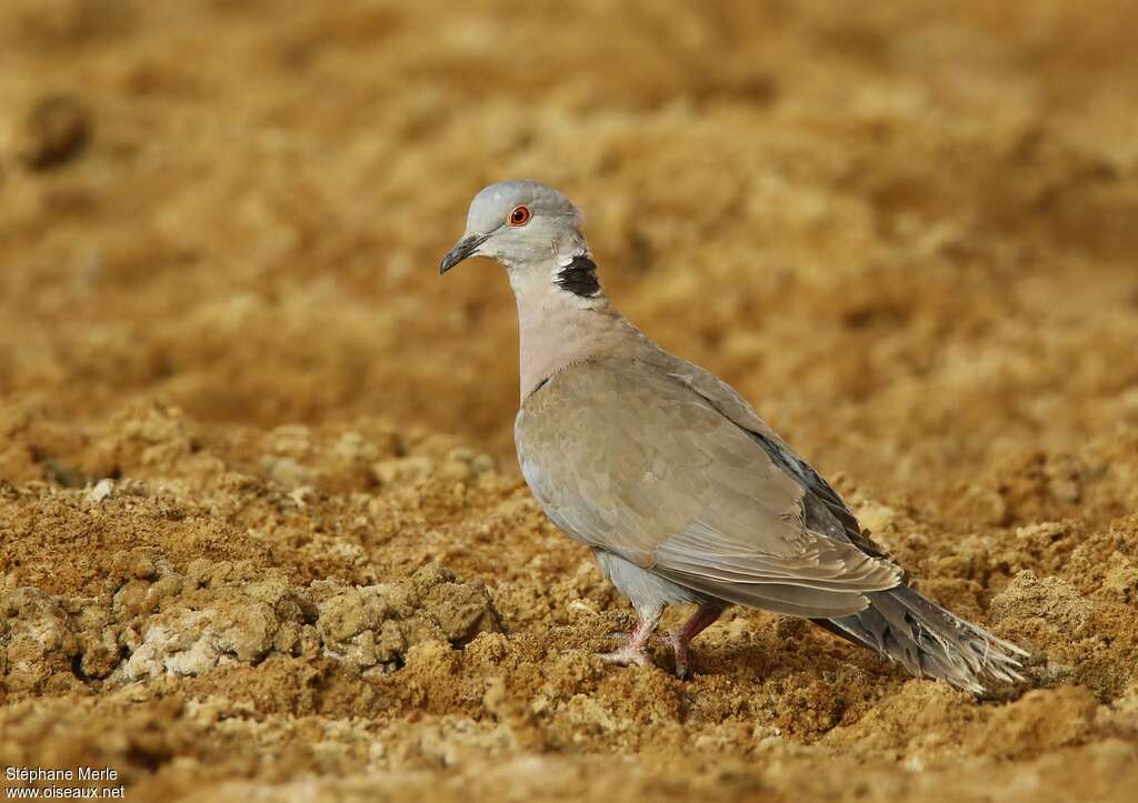 Red-eyed Doveadult