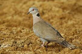 Red-eyed Dove