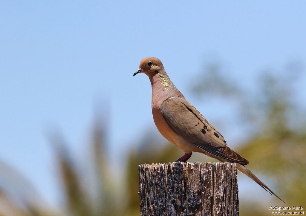 Zenaida Dove