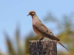 Zenaida Dove