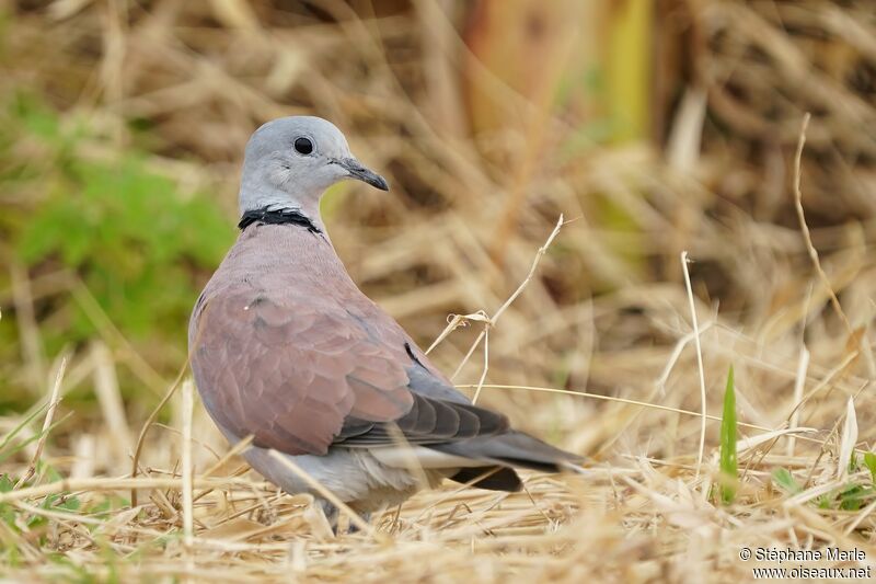 Red Collared Dove male adult