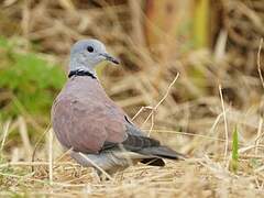 Red Collared Dove