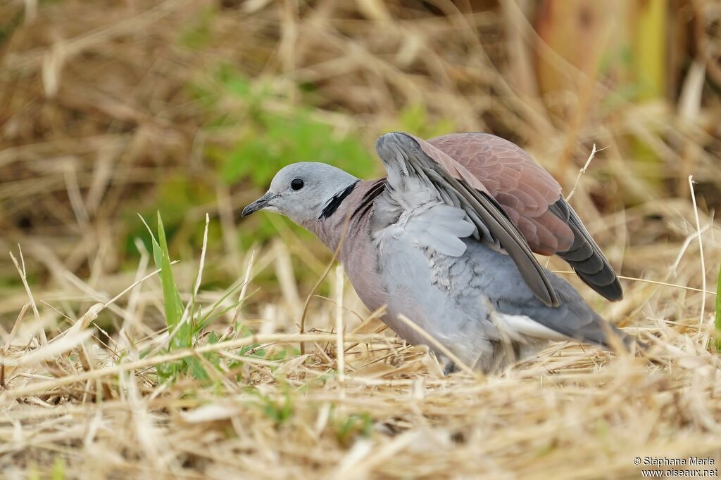 Red Collared Dove male adult