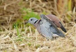 Red Collared Dove