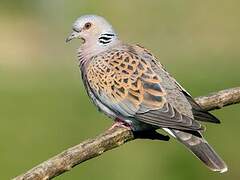 European Turtle Dove